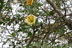 Solandra grandiflora